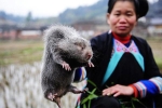Hiếm thịt lợn, người Trung Quốc 'săn' chuột tre