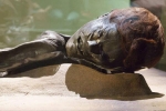 Rùng mình xác ướp đầm lầy 2.300 tuổi trông như mới qua đời