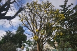 Sốc với cây hoàng mai trên 200 năm tuổi bung hoa vàng chóe, giá khoảng 5 tỷ đồng