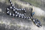 Nghe con 22 ngày tuổi khóc thét, người mẹ ở Hà Tĩnh tỉnh dậy thấy rắn độc dài hơn 1m dưới gối