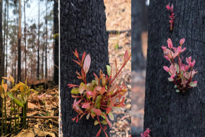 Kỳ diệu khoảnh khắc khu rừng cháy rụi ở Australia 'hồi sinh' dù không có mưa