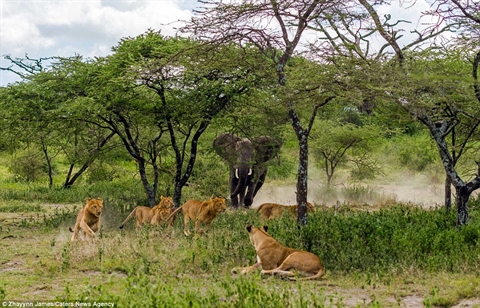 Cả đàn sư tử đan nghỉ ngơi thì voi lao tới tấn công.