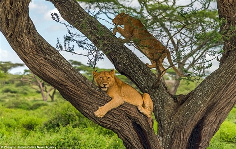 Ngay lập tức, đàn sư tử leo lên cây trốn chạy.