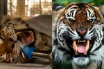 Ớn lạnh màn nhổ răng hổ Siberia kéo dài 4,5 tiếng đồng hồ