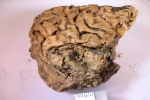 Mô não người cổ đại 2.600 năm không phân hủy