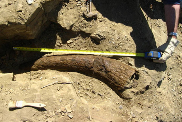 Chiếc sừng niên đại 34 nghìn năm của loài Triceratops được tìm thấy tại Montana.