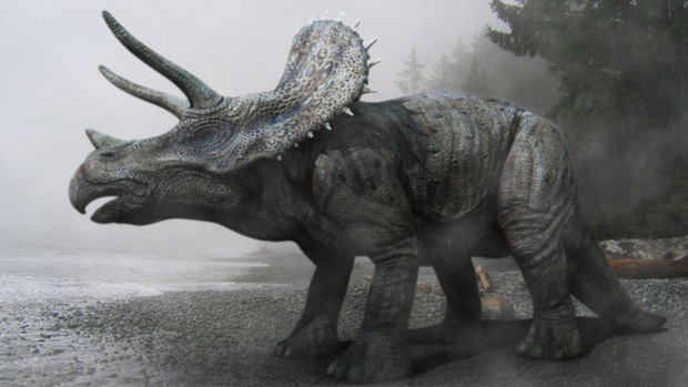 Hình 3D của loài khủng long 3 sừng Triceraptops được các nhà khoa học phục dựng lại.