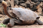 Rùa đực 100 tuổi nghỉ hưu sau 50 năm giao phối, tạo ra 800 rùa con
