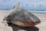 Bí ẩn nửa xác cá mập dạt vào bờ biển Australia