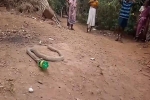 Hổ mang oằn mình nôn ra chai nhựa