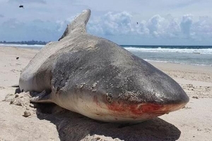 Bí ẩn nửa xác cá mập dạt vào bờ biển Australia
