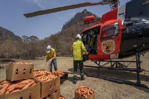 Úc: 'Mưa' cà rốt và khoai lang cứu đói động vật bị cháy rừng