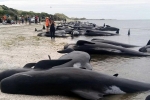 1001 thắc mắc: Vì sao lại có hiện tượng cá voi tự sát tập thể