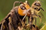 1001 thắc mắc: Sát thủ ong mặt quỷ kinh khủng thế nào, xử lý sao nếu bị đốt?