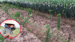 Phẫn nộ 1.400 gốc hoa ly Tết của nông dân Nghệ An bị kẻ trộm bứng sạch ngay trong đêm
