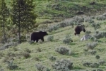 Gấu đực đua tốc độ để tán tỉnh con cái