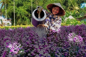 Dân Quảng Ngãi bội thu nhờ trồng hoa cúc dịp Tết