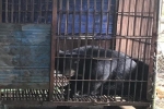 Lãnh 30 tháng tù vì nuôi nhốt động vật hoang dã trái phép
