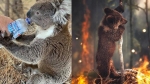 Koala chết vì uống quá nhiều nước sau cháy rừng tại Úc