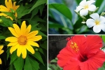 6 loài hoa tuyệt đối không bày trong nhà và trên ban thờ kẻo tán tài tán lộc