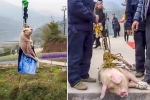 Đem trói lợn sống vào dây nhảy bungee để mua vui, công viên giải trí nhận cả tấn gạch đá từ cộng đồng mạng