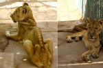 Đàn sư tử da bọc xương trong vườn thú châu Phi