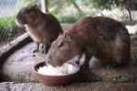 Xuất hiện loài chuột khổng lồ to nhất thế giới ở Hà Nội