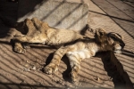 Câu chuyện phía sau bức ảnh gây sốc trong vườn thú Sudan