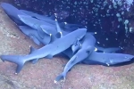 Hiện tượng lạ cá mập chồng lên nhau để ngủ