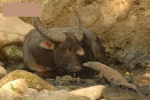 Rồng Komodo ăn tươi nuốt sống trâu nước sau nhiều ngày hành hạ nạn nhân