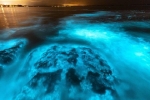Sinh vật lạ phát sáng cả một vùng biển Australia