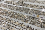 Hơn nửa tấn vây cá mập khô trị giá 1 triệu USD bị bắt giữ ở Miami
