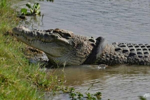 Không ai tình nguyện cứu cá sấu Indonesia bị kẹt cổ trong lốp xe