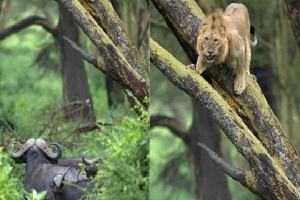 Ngược đời: Sư tử khốn khổ trèo lên cây trốn đàn trâu rừng hung hăng truy sát