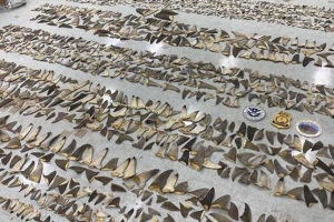 Hơn nửa tấn vây cá mập khô trị giá 1 triệu USD bị bắt giữ ở Miami