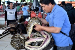 Dơi, rắn, khỉ: Bất chấp dịch bệnh, chợ thú Indonesia vẫn bán những món ăn 'không dành cho người yếu tim'