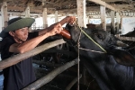 Dịch lở mồm long móng ở bò bùng phát