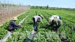 Lào Cai mở rộng diện tích trồng rau xanh đáp ứng nhu cầu thị trường
