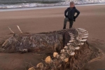 Bí ẩn bộ xương khổng lồ trên bờ biển Scotland, bị đồn thổi là 'quái vật hồ Loch Ness'