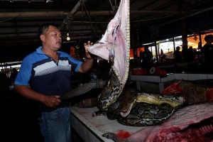 Dân Indonesia vẫn hồn nhiên thưởng thức súp dơi, huyết rắn hổ mang