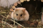 1001 thắc mắc: Vì sao nhà khoa học thường dùng chuột làm thí nghiệm?