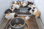 Nuôi 20.000 con chuột thử nghiệm vaccine