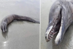 Sinh vật kỳ quái không có mắt dạt vào bờ biển Mexico