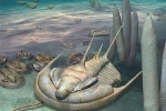 Quái vật 'bạo chúa' 500 triệu năm xuất hiện nguyên vẹn tại Úc