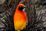 Giải mã bí ẩn nghi thức thu hút bạn tình độc đáo của loài chim được mệnh danh 'thánh tán gái'