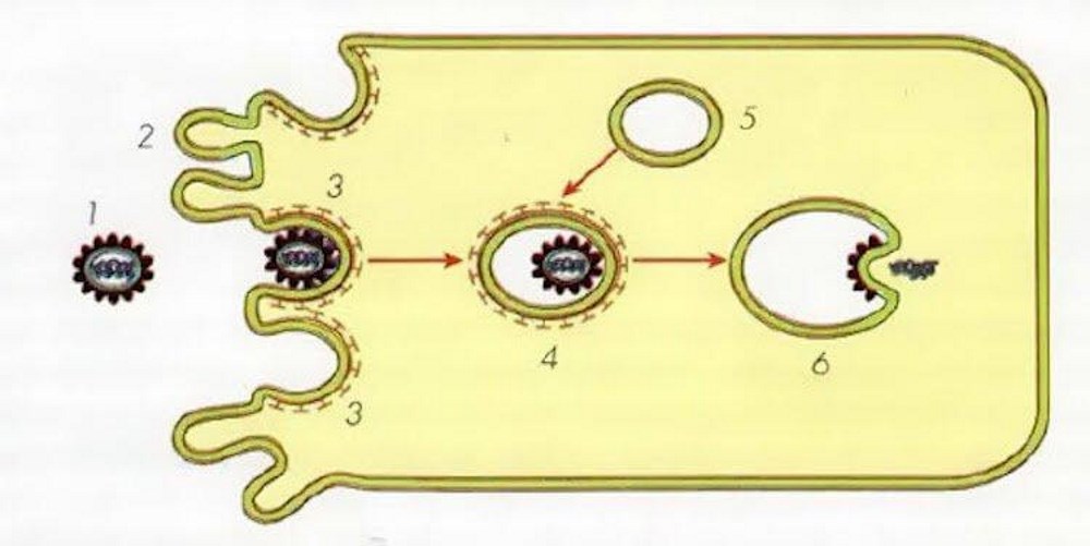 Проникновение клетки. Проникновение вируса в клетку. Рецепторный эндоцитоз вируса. Проникновение вируса в клетку путем эндоцитоза. Проникновение вируса в клетку схема.