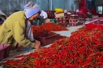 Thương lái giải cứu hàng nghìn tấn ớt cho nông dân Quảng Ngãi