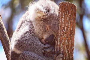 1001 thắc mắc: Vì sao coi Koala là con vật vô cùng lười biếng?