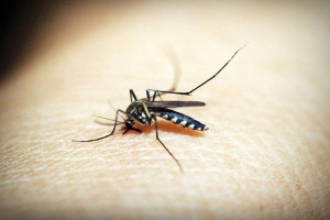 Virus nCoV có thể lây truyền qua muỗi không?