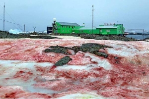 Tuyết đỏ như máu bao phủ quanh trạm nghiên cứu ở Nam cực
